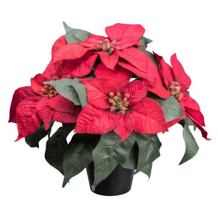 Weihnachtssterne