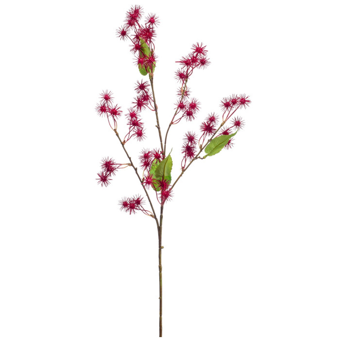 Wunderbaum