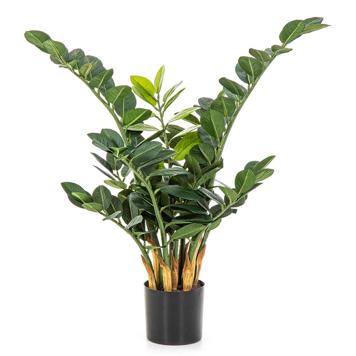 Zamioculcas