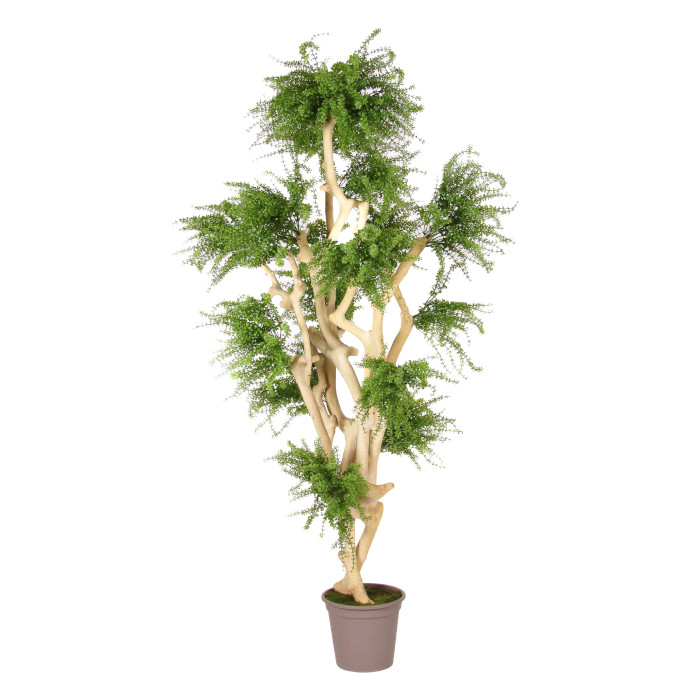 Plant species Abelia