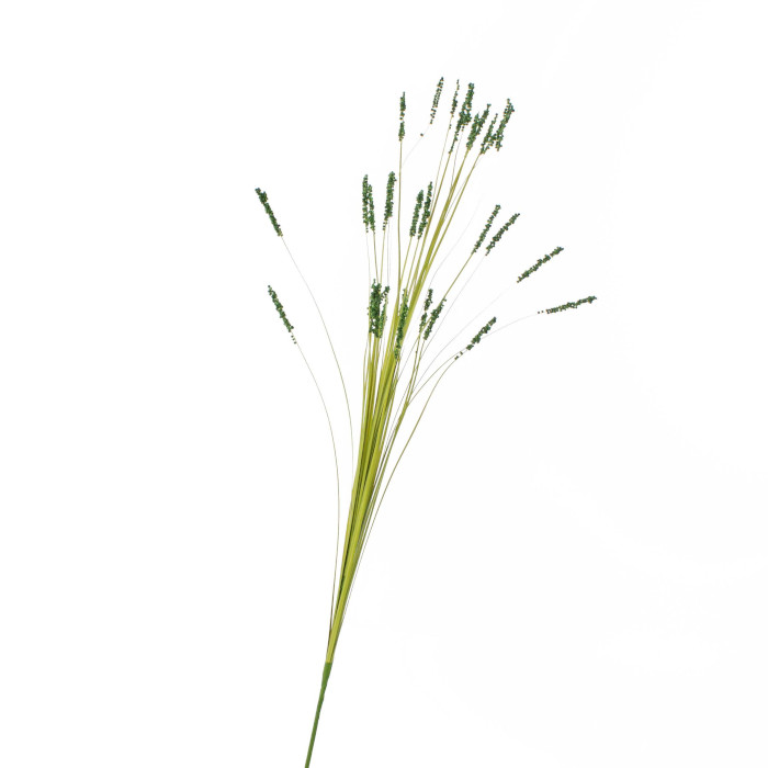 Bärenfellgras