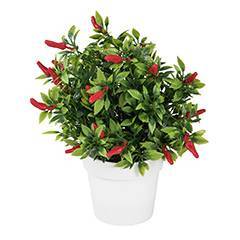 Chili Frucht
