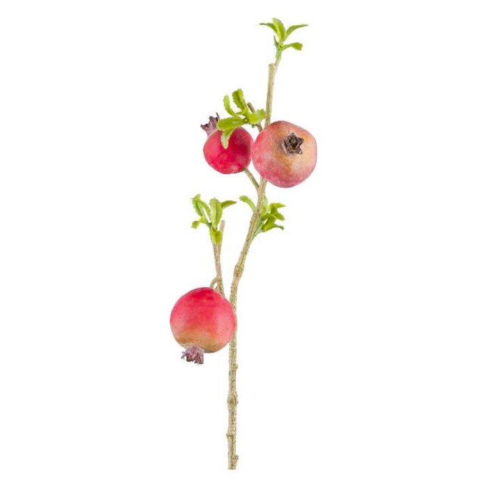 Granatapfelbaum