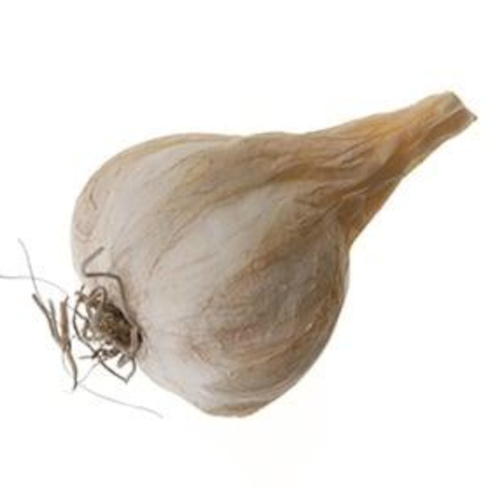 Knoblauch