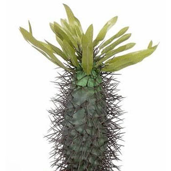 Madagaskar Palme