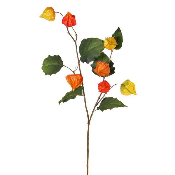 Physalis