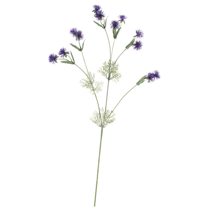 Wiesenraute