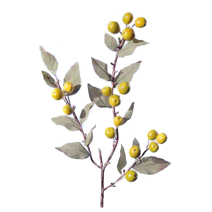 Wollmispel Baum