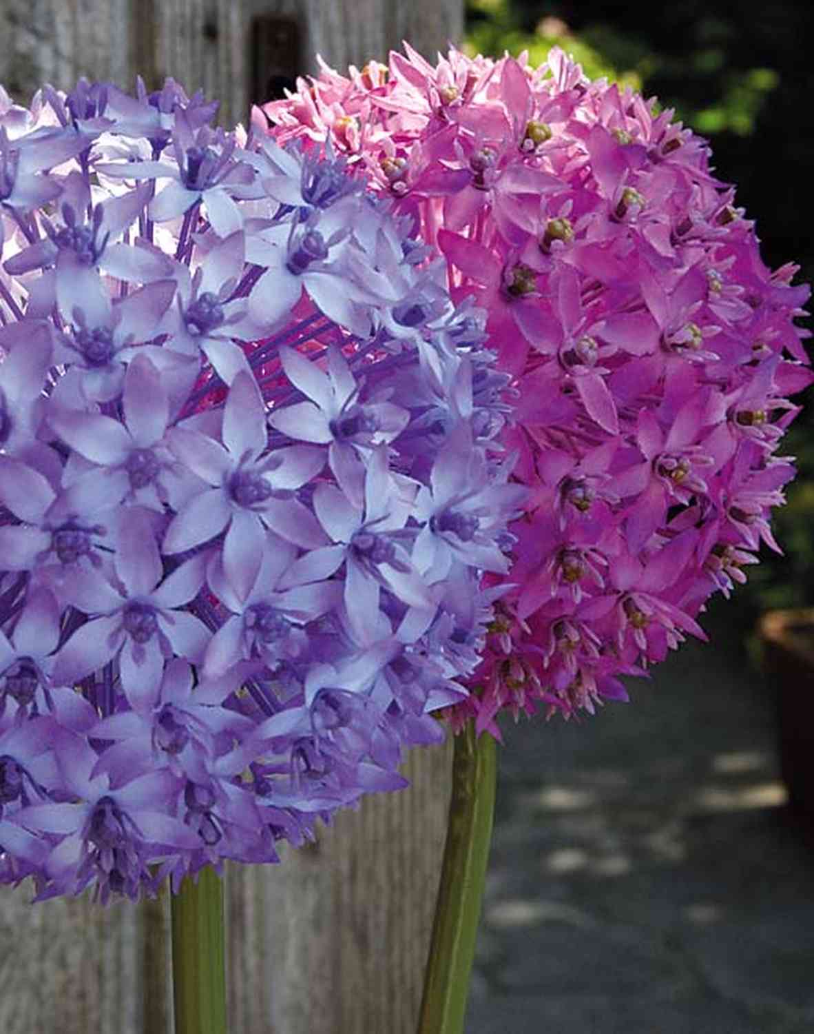 Kunstblume lila, Zierlauch 80cm LIECHA,