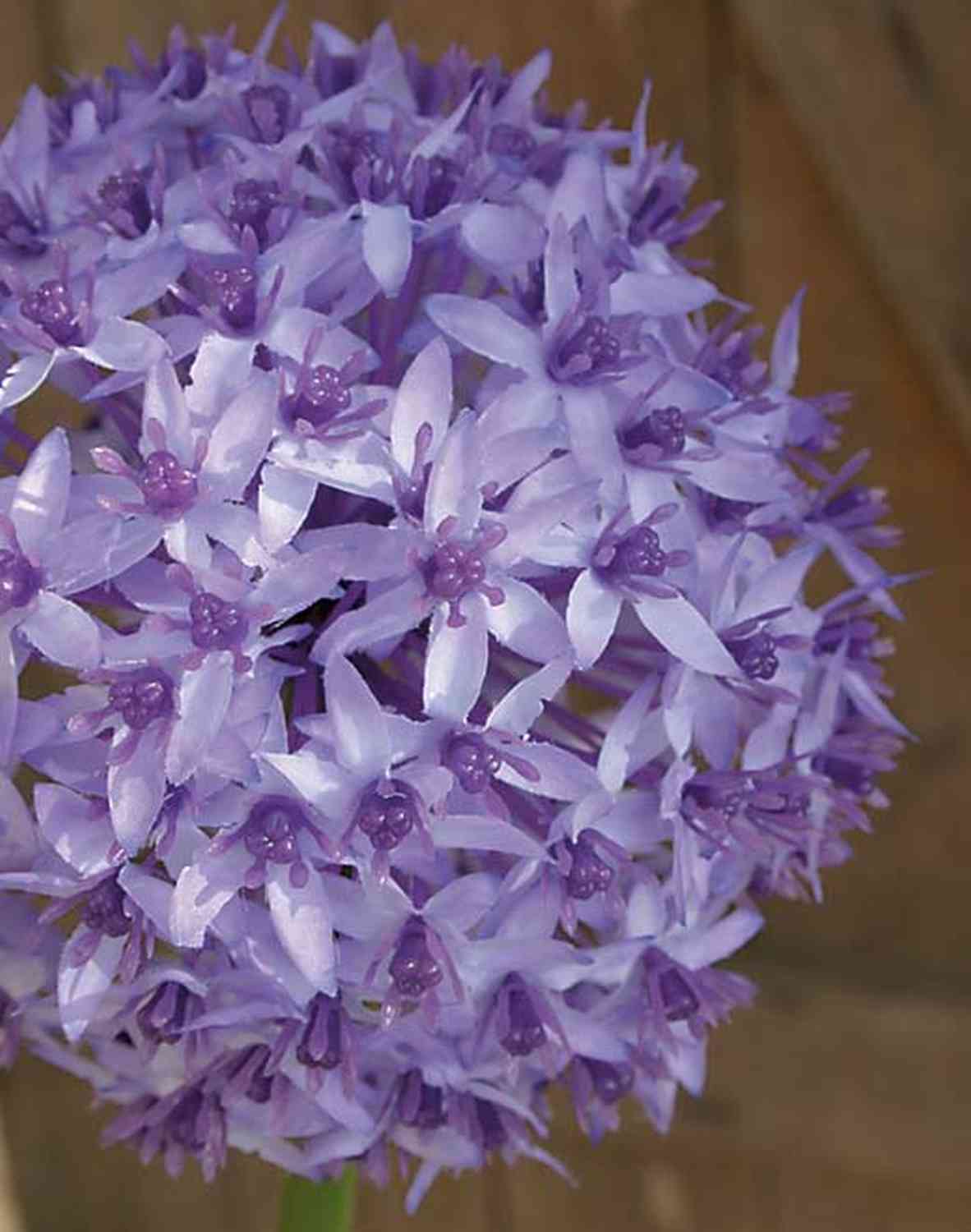 Kunstblume Zierlauch LIECHA, lila, 80cm