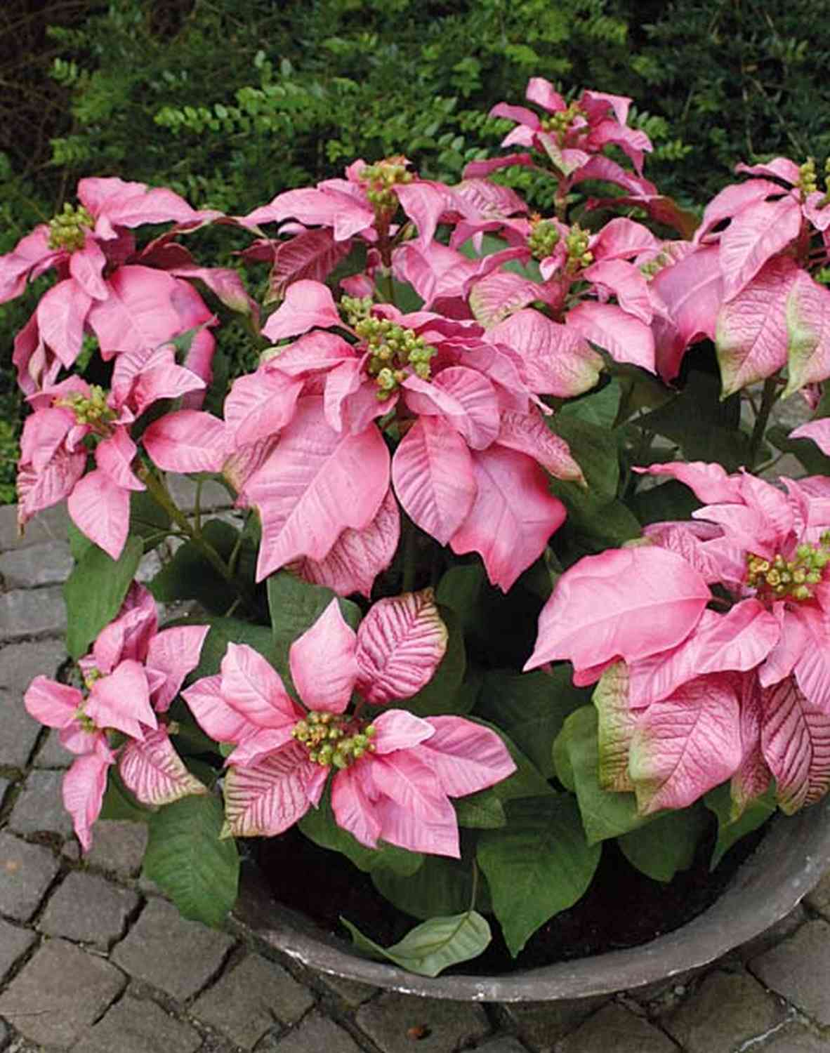 Kunstblume Weihnachtsstern BELINAY in Dekoschale, rosa, 60cm, 58cm