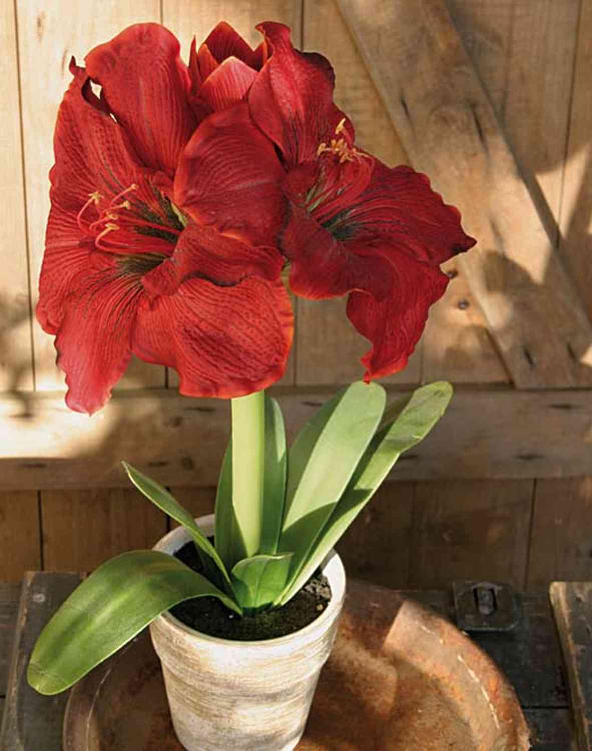 knstliche azaleen 2er Pack Knstliche Azaleen Hngepflanzen, UV-bestndig 84cm, Kunstblu   kunstblumenshop