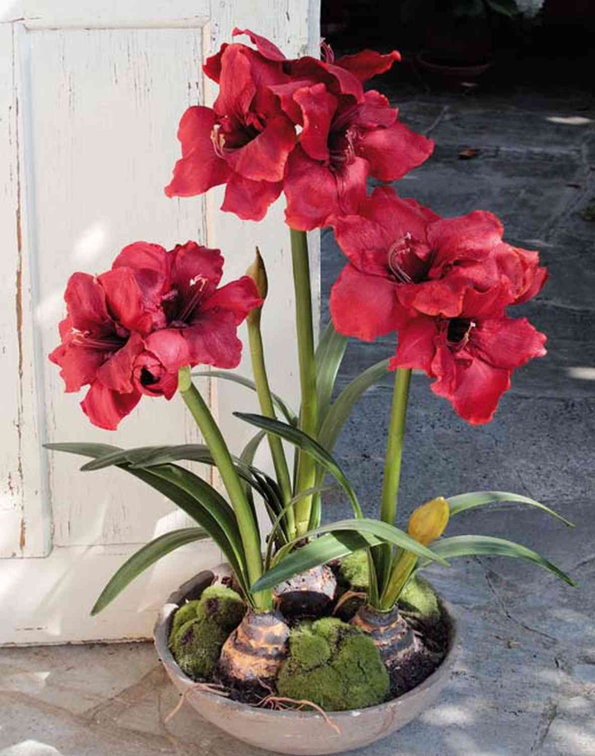 Kunstblume Amaryllis CALIDA rot 95cm 17cm