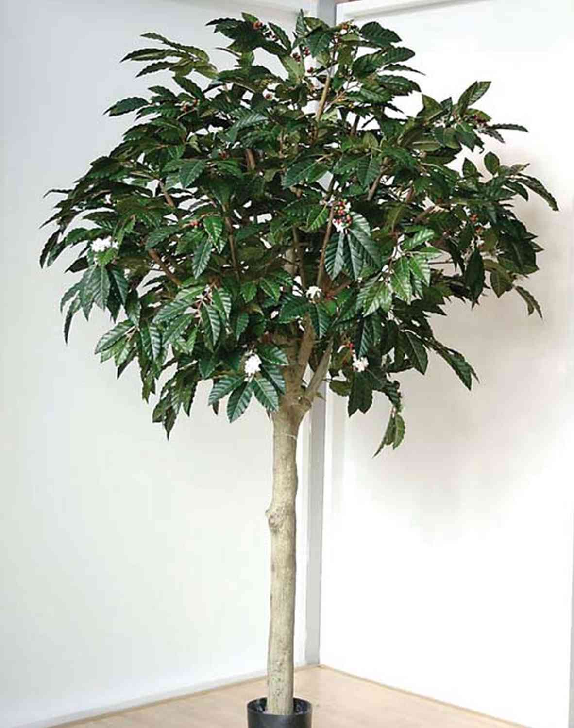 gummibaum abidjan Ficus Abidjan (Gummibaum) | Jan