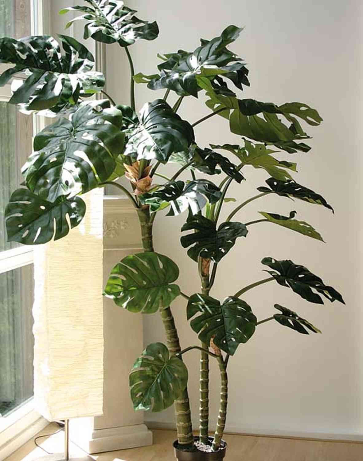 Monstera-Fensterblatt, getopft, 240cm hoch , 4-f, getopft