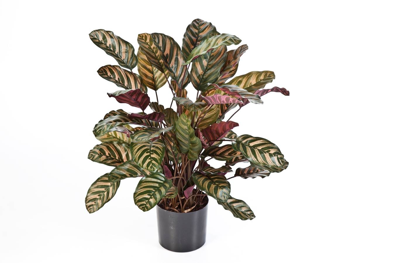 calathea medallion cuidados Calathea Medallion