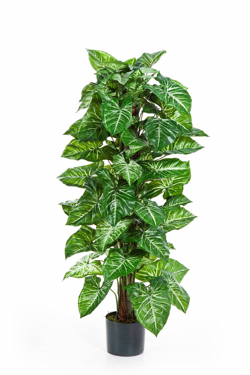 Künstliche Syngonium PELLIKITA grün-weiß, 120cm | Kunstpflanzen