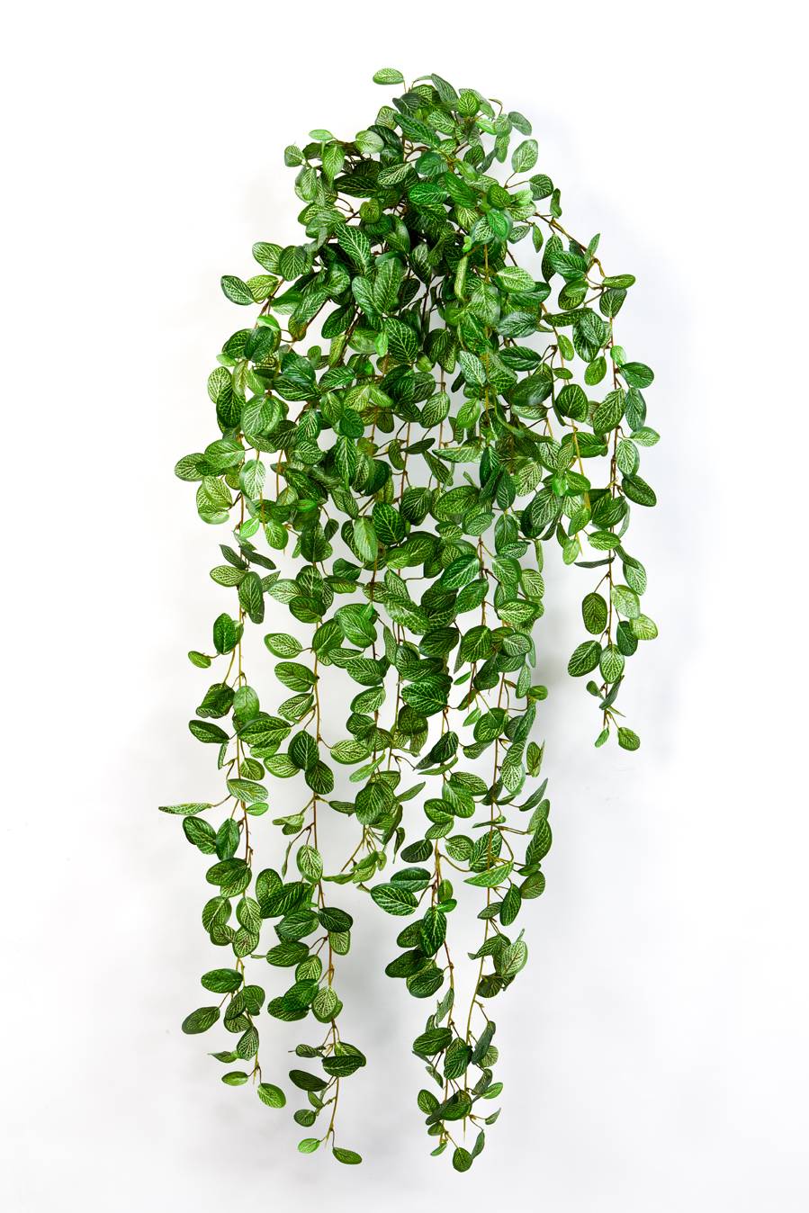 monstera plant light Monstera Deliciosa in a 4