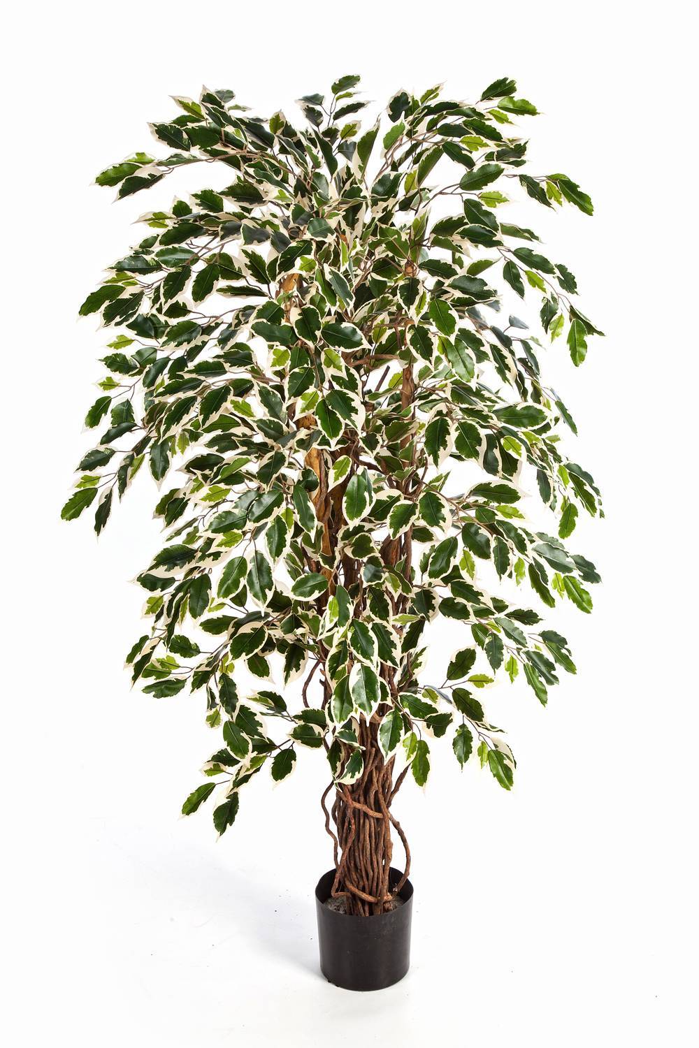 Kunst Ficus Benjamini JARLAN, grün-weiß, 180cm