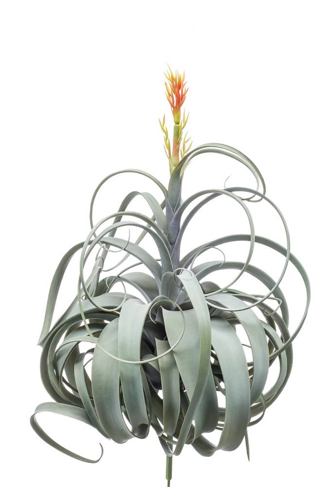 Blüte, Tillandsia grün-grau, 60cm Cites Kunst BERNAL,