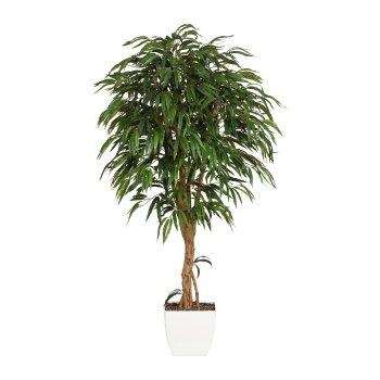 Dekobaum Schmalblttrige Birkenfeige MUSMA im Dekotopf, Naturstamm, 180cm