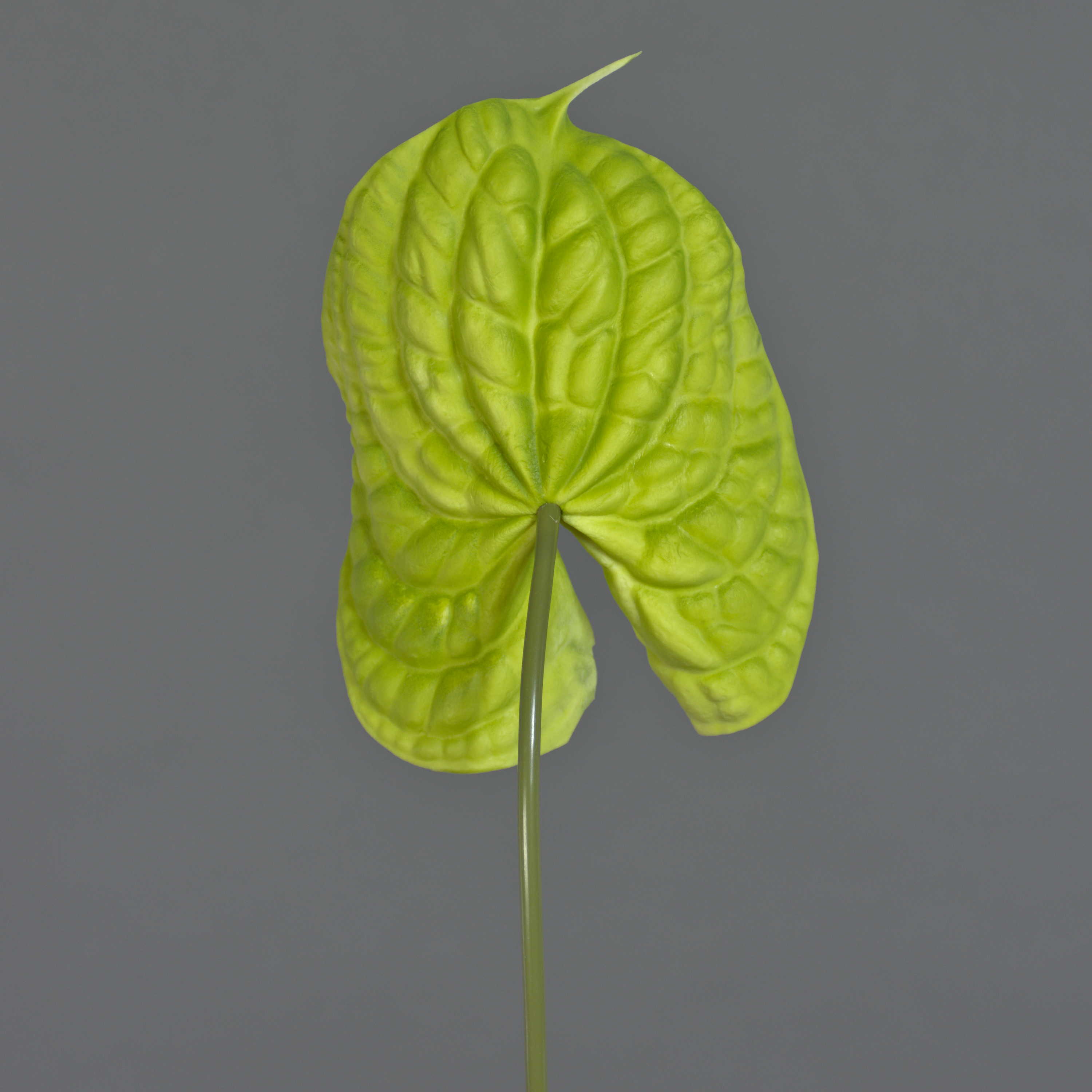 vase für monstera Monstera in Glass Vase