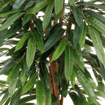 kentia palme bestellen Kentia palm | 160 cm | Online kaufen main image 1
