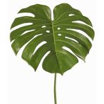 Kunstpflanzen Blatt Monstera THALWIL, 60cm