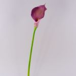 Kunstblume Calla TERESA, violett, 70cm, 10x15cm