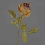 Kunstblume Rose GROLK, Trockenoptik, braun, 45cm, Ø6cm