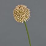 Künstliche Blume Allium BAILIN, rosa-creme, 45cm, Ø6,5cm