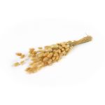 Getrocknetes Lagurus Gras BORKA, Bund, natur, 55-75cm, Ø12cm, 50g