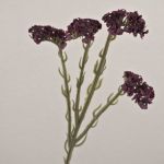 Kunstblume Strandflieder AYISHA, Trockenoptik, dunkelviolett, 65cm, 3,5x6cm