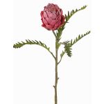 Unechte Protea BREGANSA, altpink, 65cm, Ø7cm