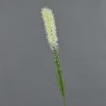 Künstliche Prachtscharte MITSA, creme, 80cm, Ø6cm