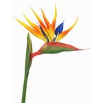 Künstliche Papageienblume LATIFA, orange-violett, 90cm, 17x20cm