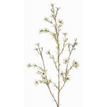Künstliche Wachsblume NIANG, creme, 80cm, Ø1,5-2,5cm
