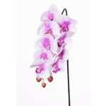 Künstlicher Phalaenopsis Orchideen Zweig ENISA, rosa-weiß, 60cm, Ø7-8cm