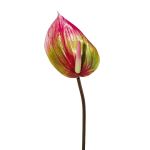 Künstliche Blume Flamingoblume GRUNT, grün-rosa, 75cm