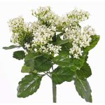 Künstliche Kalanchoe blossfeldiana LORRE auf Steckstab, crossdoor, weiß, 35cm, Ø30cm