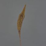 Textil Bulbinella TALUNA, braun-gelb, 65cm, Ø4cm