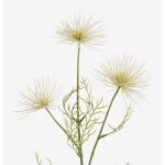 Kunstblume Chrysantheme HARARE, creme, 65cm, Ø9-12cm