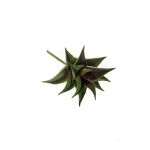 Kunst Astroloba Spiralis JOSÉ auf Steckstab, grün-rot, 12cm, Ø8cm