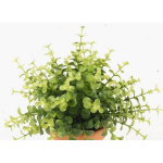 Kräuter künstlich Eukalyptus JOSHUA auf Steckstab, grün, 20cm, Ø17cm