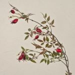 Heckenrosen Zweig künstlich WARDALIA mit Hagebutten, rot, 95cm