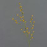 Künstlicher Zweig Stirlingia latifolia COLLAN, orange-grün, 75cm, Ø1cm