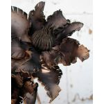 Künstliche Clematis Kunststoffschaum CLEMENTINA, braun, 85cm, Ø30cm