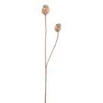 Deko Zweig Mohnkapseln ORIONLA, hellbraun, 65cm, Ø3,5-4cm