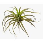 Kunstpflanze Tillandsia Stricta PROPUS auf Steckstab, grün-braun, 25cm
