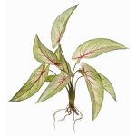Fakepflanze Calathea Ornata ASAGI, Steckstab, Wurzeln, grün-rot, 40cm